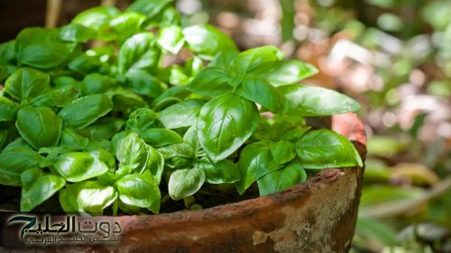 «منتشرة في مصر والسعودية».. عشبة خضراء رخيصة الثمن تخفض ضغط الدم والكوليسترول وتحميك من السرطان