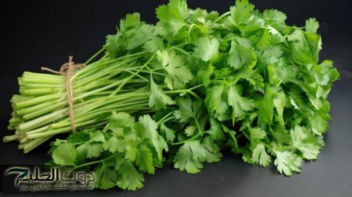 "ازاي منعرفش المعجزة السحرية دي"... 6 فوائد صحية مبهرة لهذة العشبة الجبارة ياريتني عرفتها من