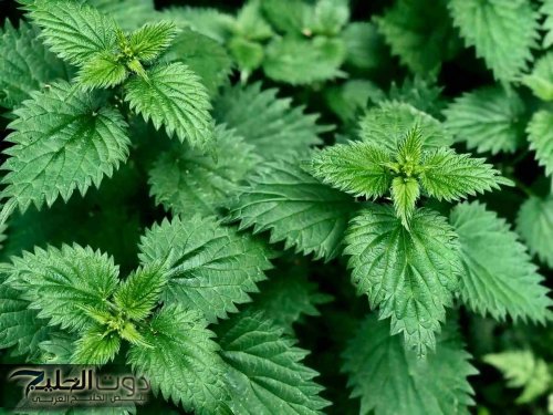 عشبه كل الناس مش عارفاها!.. عشبه موجوده بكثرة ومحدش مهتم بيها.. كنز في بيتك يست الكل