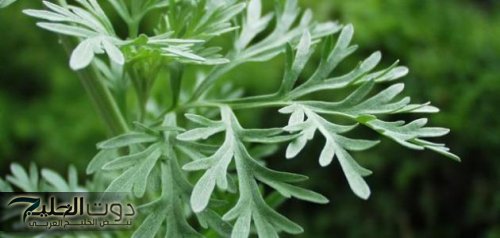 معجزة ربانية نزلت من السماء .. عشبه سحرية تقضي على تنظف القولون وتعزز وظائف الكلي وتنقي الكبد من السموم