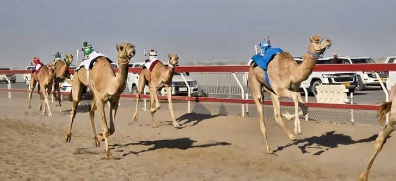 28 شوطًا في منافسات اليوم الاول للمحطة الرابعة لسباقات الهجن الأهلية ببركاء