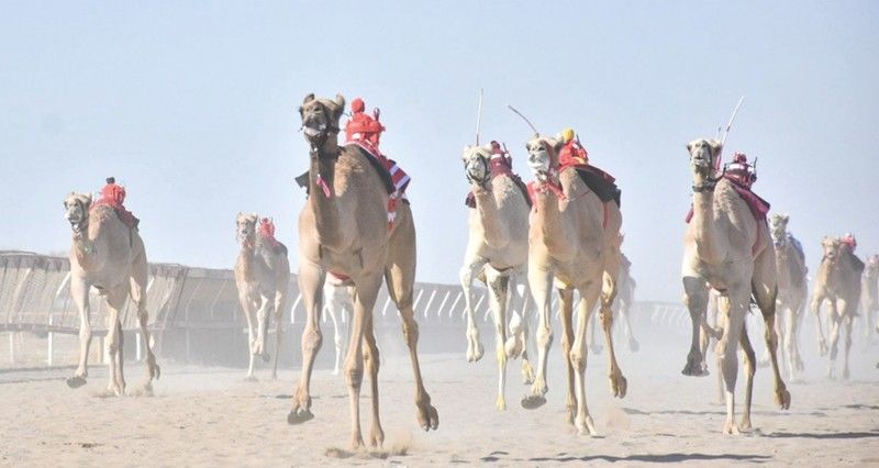 24 شوطا فـي سباقات الهجن الأهلية بولاية بركاء
