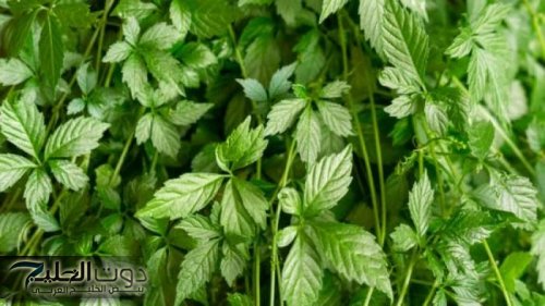 العشبة المعجزة.. نبات ينقي الدم ويزيل السموم من الجسم ويقلل من الإصابة بأمراض القلب والأوعية الدموية ويعزز الصحه