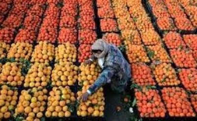 أخبار اليمن : أفضل وقت لتناول فاكهة البرتقال لتقوية مناعة الجسم