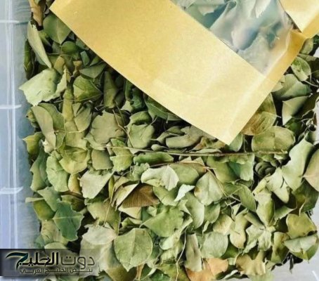 سر هذه الورقة العجيبة الذي حيّر العلماء والرقاة.. لماذا تحظى بمكانة عظيمة ويرتبط اسمها بعلاج السحر والحسد