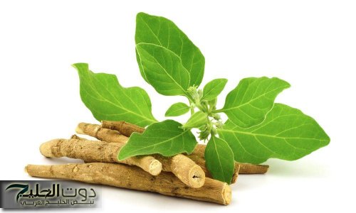 معجزة انشقت من السماء .. عشبة طبيعية تقوي الذاكرة وتعيد بناء خلايا المخ الميتة وتحمي من الزهايمر والخرف وحل النسيان