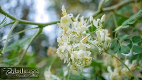 “ معجزة ربانية لا تقدر بثمن ” .. عشبة سحرية تحيي وظائف الكلى وتعيد نشاط الكبد مهما كان تالف وتحارب
