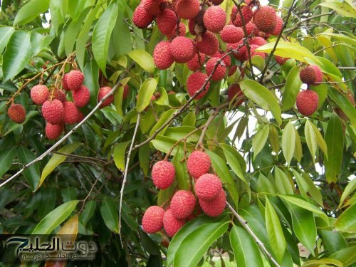 العشبة المعجزة.. نبات يؤخر الشيخوخة ويقلل من علامات تقدم السن.. هترجعي شباب لو عمرك اكثر من 70 سنه