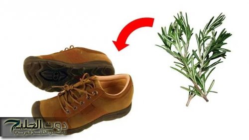 يارتني عرفت من زمان.. لماذا يجب عليك وضع القليل من إكليل الجبل في حذائك قبل النوم؟