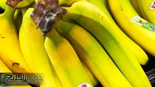 تقرير يكشف علاقة لون الموز بفوائده الصحية