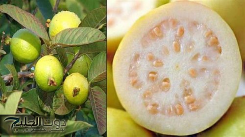 علامات اذا ظهرت على "الجوافة" يجب التخلص منها فورا