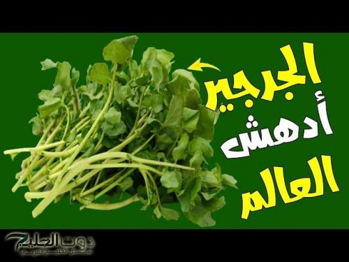 ضاع عمرنا كله مانعرفش؟؟.. فوائد سحرية عند تناول الجرجير يوميًا.. شاهد ماذا سيحدث لجسمك