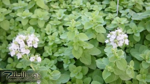 «عشبة بسيطة مهملة» تزرع بكثرة في مصر تخلصك من الإمساك في 5 دقائق وتمنع ارتفاع السكر الدم والتراكمي