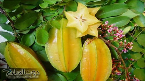 الكرامبولا تظهر في مصر.. فاكهة النجمة تُزرع في مكان واحد وهذه أهم فوائدها