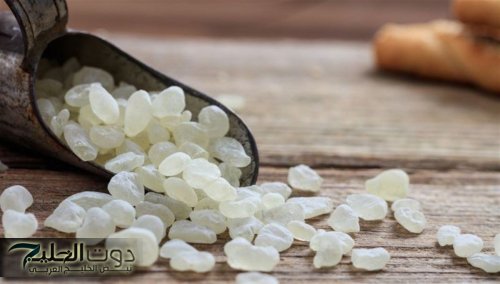 لا تخطر ببالك.. استخدامات غير متوقعة للمستكة اليونانية