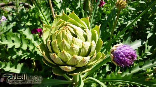 كنز رباني يعالج كل الأمراض.. فوائد خارقة لتناول الخرشوف|صحتك هتبقى حديد