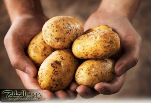 لا تتناولها أبدا .. علامة بالبطاطس تسبب نزلة معوية