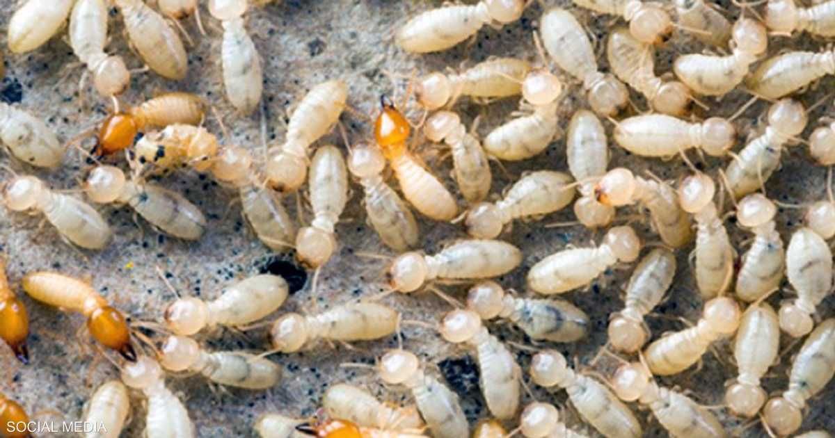 العالم اليوم - النمل الأبيض يثير الذعر في قرية مصرية بعد انهيار ثلاث منازل