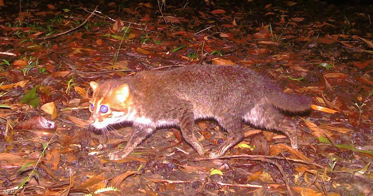 العالم اليوم - رصد نوع نادر من القطط في تايلاند للمرة الأولى منذ عقود