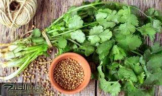 يابخت اللي جربها !! عشبة رخيصة تستخدم بكل الطبخات تحارب الحصوات تقلص السكر التراكمي وتنقي الكبد وتعزز كفاءة الكلى.!