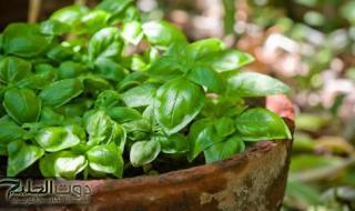 «منتشرة في مصر والسعودية».. عشبة خضراء رخيصة الثمن تخفض ضغط الدم والكوليسترول وتحميك من السرطان