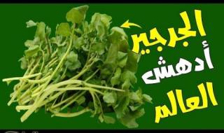 ضاع عمرنا كله مانعرفش؟؟.. فوائد سحرية عند تناول الجرجير يوميًا.. شاهد ماذا سيحدث لجسمك