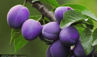 عشبة بسيطة مهملة تُزرع بكثرة في مصر… فوائدها قد تساعد في تحسين الهضم ودعم توازن السكر في الدم