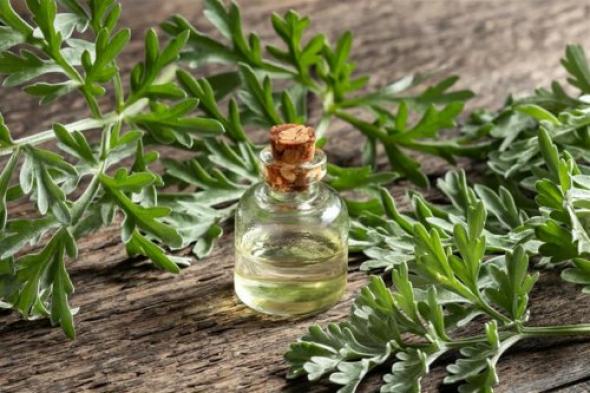 اكتشف السر اللي هيغير حياتك.. استخدام جديد لهذا النبات المعروف محدش كان يتخيله هتغير حياتك 180 درجه... مش هتستغنى عنها بعد كده