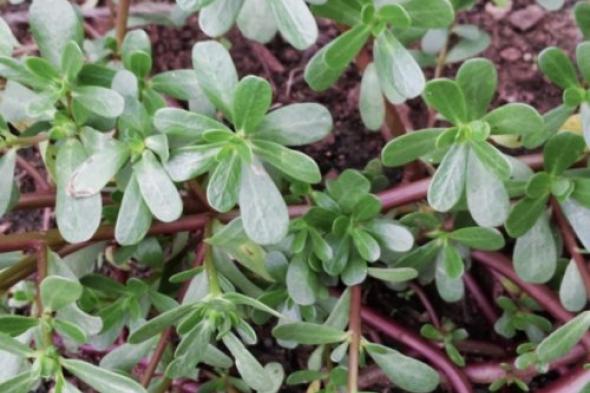 «عطار إبن حلال قاللي عليها»..عشبة من الجنة تقضي على ورم السرطان تماما وتنمو في الشتاء.. طريقة الاستخدام!