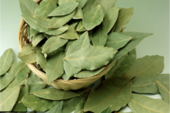 «هتلاقيها عند العطار برخص التراب»... تناولها بهذا الشكل وهتصغري 20 سنة .. فوائد جبارة لهذة العشبة!!