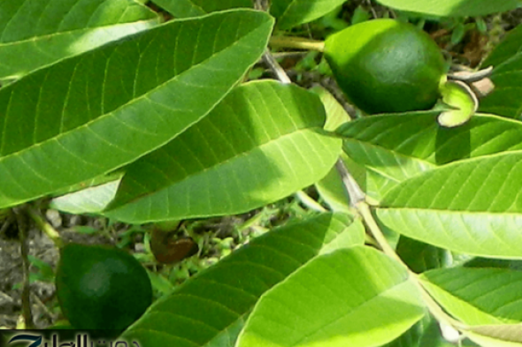 جسمك هيبقا سايح زي الزبدة.. امراة عمانيه تكشف مشروب سحري في كل بيت يقضي على الكرش نهائيا بسرعة الصاروخ