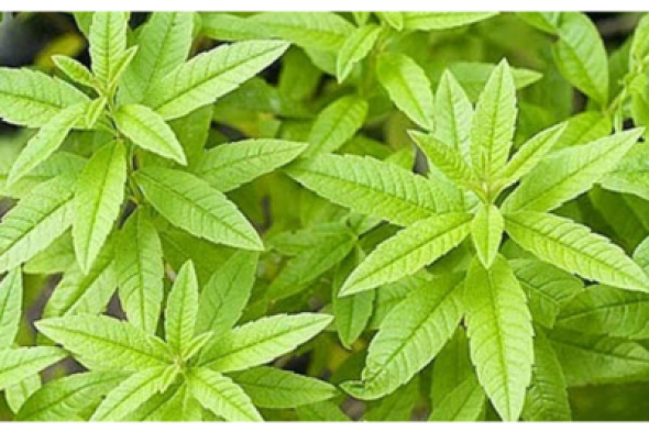 وداعاً للسرطان.. عشبة سحرية مفعولها صاروخ تقضي على السرطان تماما وتنمو في فصل الشتاء.. طريقة الإستخدام!!