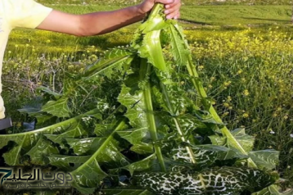 «شيل السكر من دماغك خلاص».. متوفرة بسعر التراب تخفض السكر التراكمي خلال دقائق بسيطة.. وتعتبر أقوى من إبرة