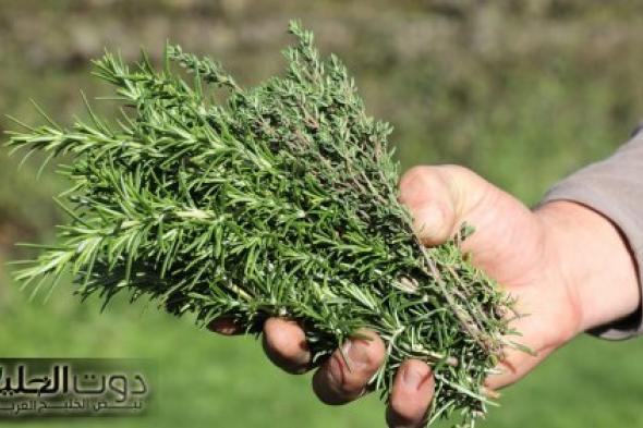 “دور عليها وإستخدمها”… عشبة موجودة في البيت لن تتخيل حجم فائدتها الثمينة… مش هتصدق قيمتها الحقيقية